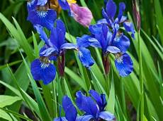 iris fiore coltivazione fiori iris fiori delle piante iris fiore coltivazione fiori iris fiori delle piante