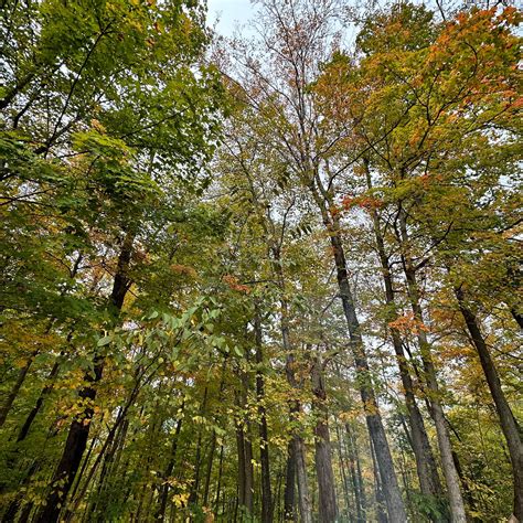 Versailles State Park Campground | Versailles, Indiana