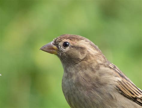 Female Sparrow