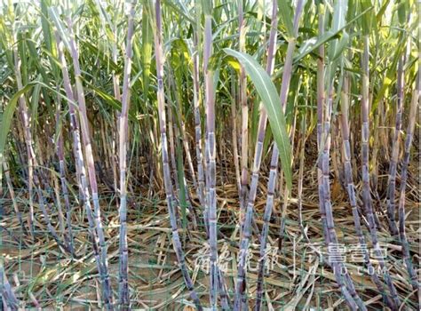 甘蔗几月种植？甘蔗种植方法步骤-种植技术-中国花木网