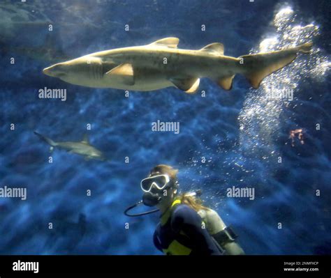 Baby Grey Nurse Shark