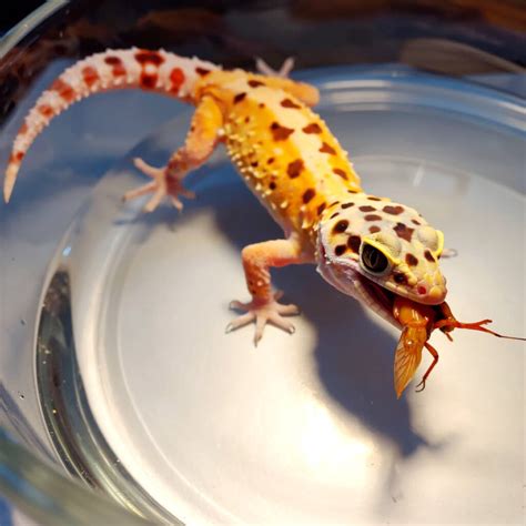 Leopard Gecko Care Guide – Best Beginner Tips (2025)