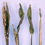 தவேப வேளாண் இணைய தளம் :: பயிர் பாதுகாப்பு