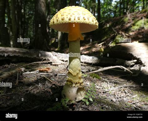 American Yellow Fly Agaric (Amanita muscaria guessowii Stock Photo - Alamy