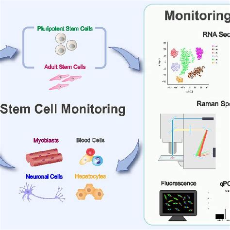 Stem Cell Process 的图像结果