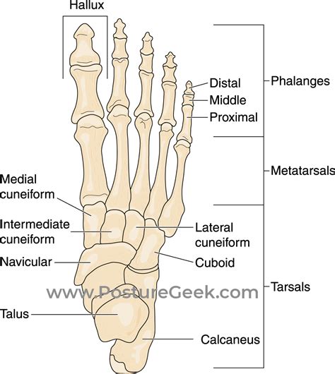 Foot Bones Names, Anatomy, Structure, Labeled Diagrams, 48% OFF