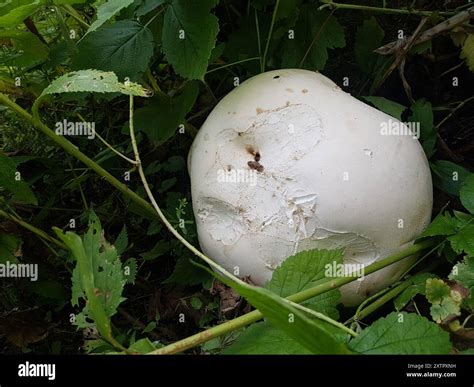 giant puffball (Calvatia gigantea) Fungi Stock Photo - Alamy