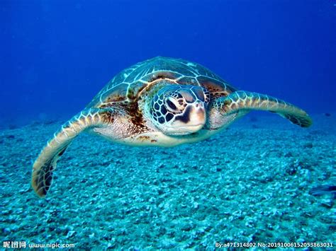 海龟在海洋水域中 珊瑚礁动物水下的照片 在海中海洋草龟 库存照片 - 图片 包括有 绿色, 自然: 130712926