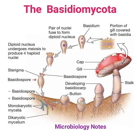 The Basidiomycota.... The life cycle of a typical soil basidiomycete ...