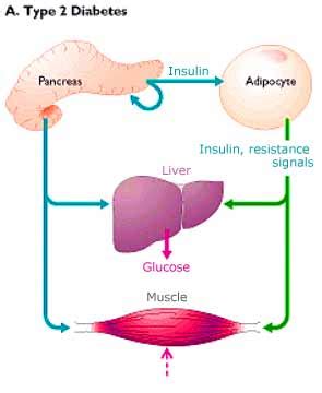 Diabetes India - Your Tablets And You
