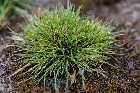 Antarctic Grass