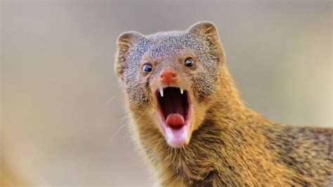 Petition · Change the Plural of Mongoose to "Mongeese" · Change.org
