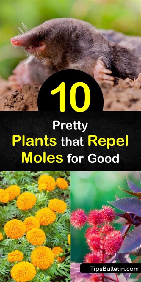 Repel Moles 的图像结果