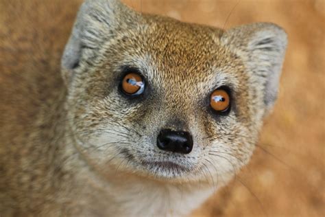 Mongoose Eyes