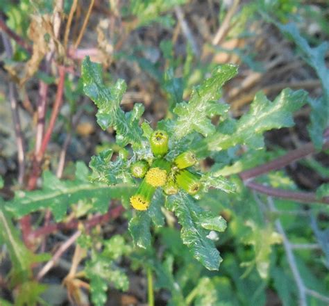 Asteracea - Senecio vulgaris , Natura Mediterraneo | Forum Naturalistico