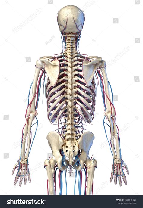 Science Human Body 的图像结果