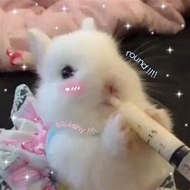 Image result for Baby Bunny Aesthetic