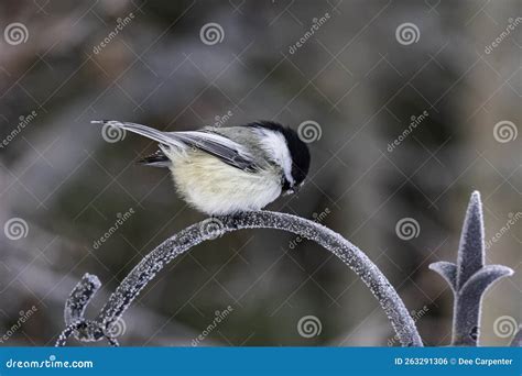 Black-capped Chickadee during Winter in Alaska Stock Photo - Image of ...