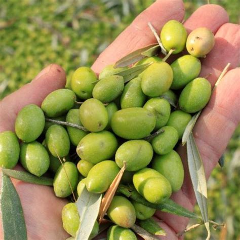 Extra Virgin Olive Oil & Balsamic Vinegar Benefits | Fustini’s – Fustini's Oils & Vinegars