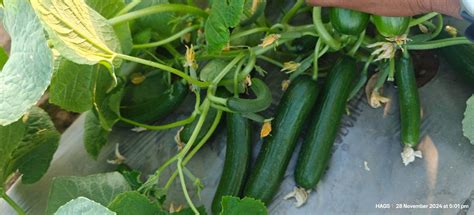 PEPINO Plus F1 HYBRID CUCUMBER Multi-Fruting (KONICO SEEDS) | Farmers Stop