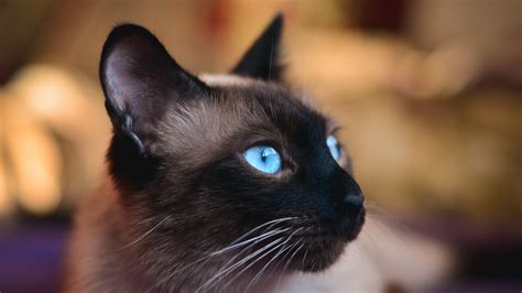 blue eyes, cat, Siamese cats, closeup, animals, HD Wallpaper | Rare Gallery