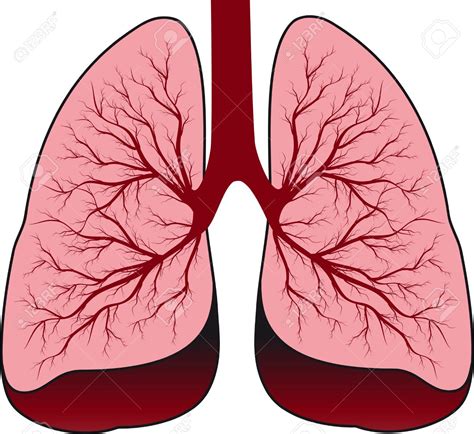 Lung clipart - Clipground