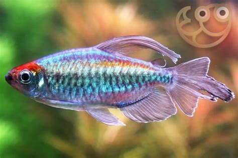Congo Tetra - Phenacogrammus interruptus Fish Profile & Care Guide