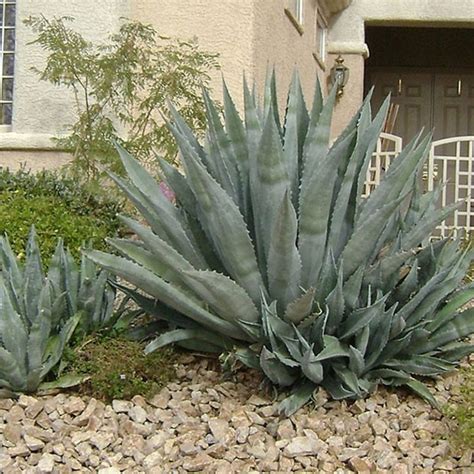 Image result for Century Plant Root System