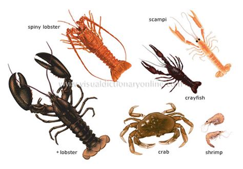 Image result for Class Crustacea