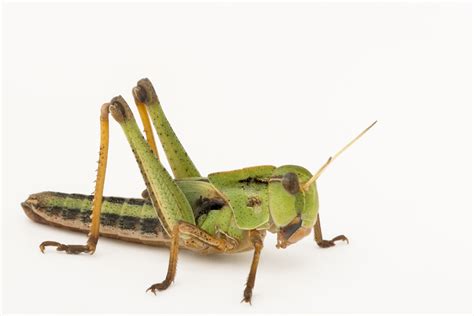 Do Locusts Eat Bugs at Katherine Roosa blog
