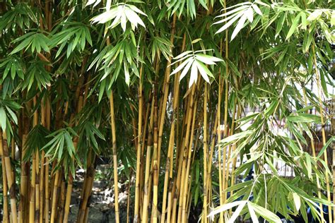 Types of Bamboo Plants - The Cards We Drew