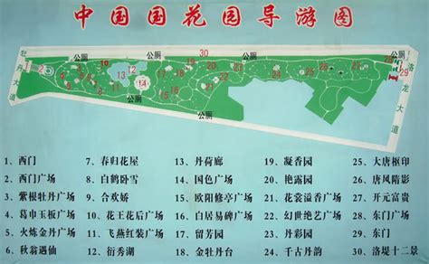 中国国花园牡丹,花卉,植物花草,摄影素材,汇图网www.huitu.com