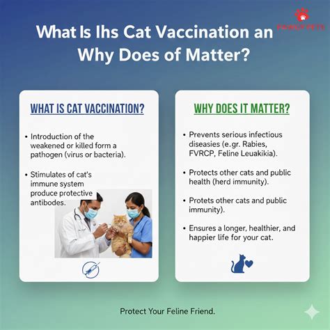 Cat Vaccination in India: Prices, Schedules and Why It Is Essential ...