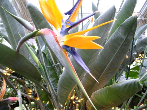 Bird of paradise plant
