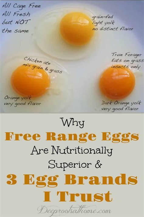 Why Free Range Eggs Are Nutritionally Superior & 3 Trusted Egg Brands