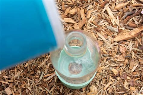 Image result for Homemade Slug Control