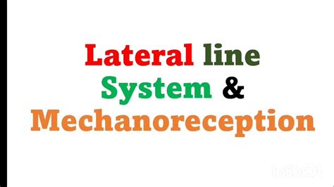 Image result for Lateral Line Sensor