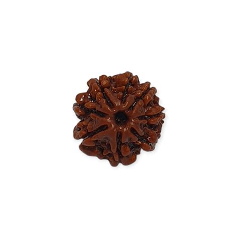 100% Natural Nepali 8-Faced Rudraksha-2.17gm | Manuastro