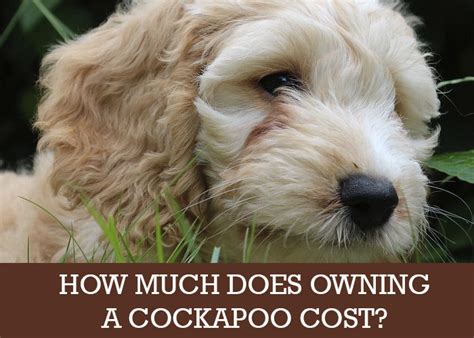 Image result for Cheap Cockapoo