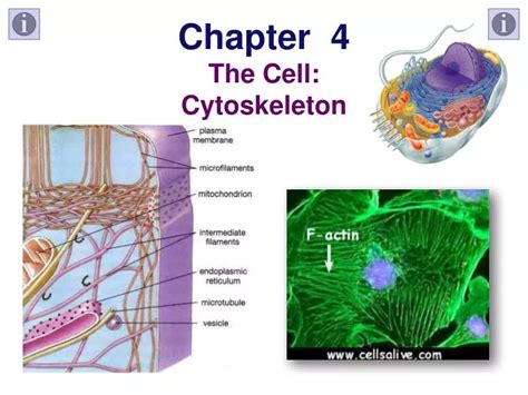 Cytoskeleton Cell