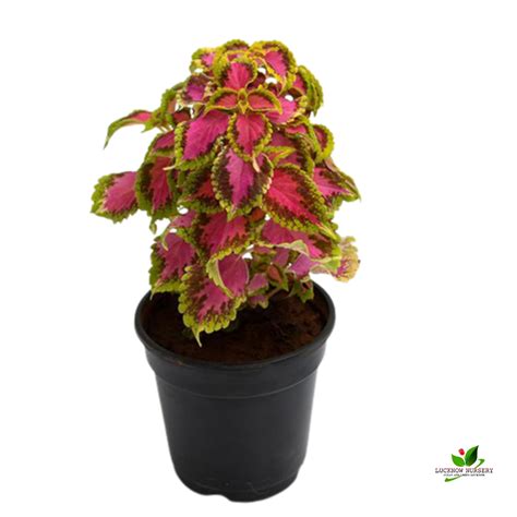 Plante Coleus How To Grow Coleus In Containers | Gardener's Path