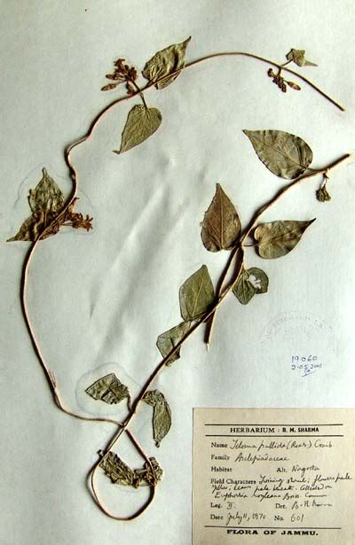 telosma_pallida