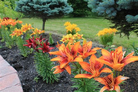 Exploring the Beauty of Asiatic Lily Varieties - Lilly Geek