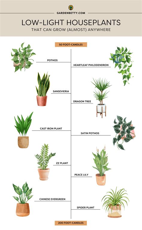 Houseplants Low Light Guide 10 Best Low Light Houseplants – Costa