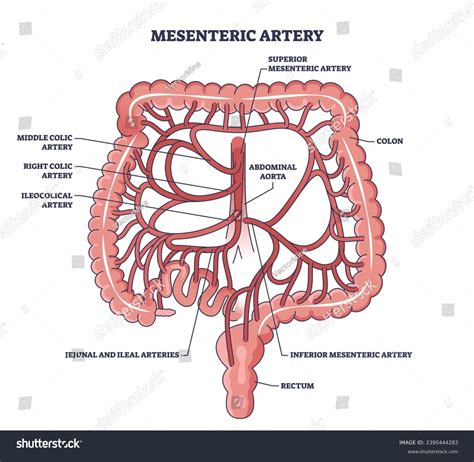 Inferior Mesenteric Artery Diagram Large Intestine Anatomy
