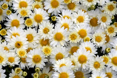 Yellow And White Flowers Free Stock Photo - Public Domain Pictures