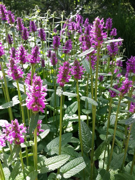 Stachys Hummelo Plant