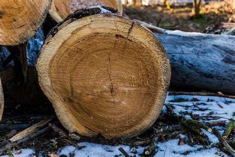 Image result for Tree Logging Service