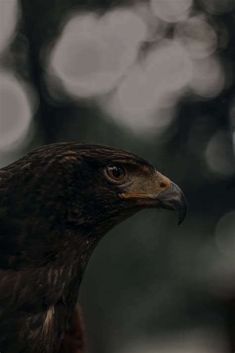 1,000+张最精彩的“Eagle”图片 · 100%免费下载 · Pexels素材图片