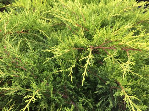Old Gold Juniper | Southwest Nursery | Wholesale Landscaping Supplies ...